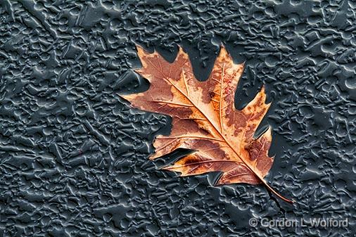 Leaf On Ice_31822-3.jpg - Photographed along the Rideau Canal Waterway near Smiths Falls, Ontario, Canada.